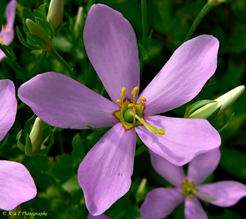 {Sabatia angularis}